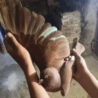 کبوتر سرخ کرمونی