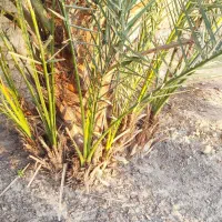 فروش نهال کبکاب