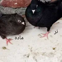 یک جفت زاغ آبادان جوان|پرنده|مراغه, |دیوار