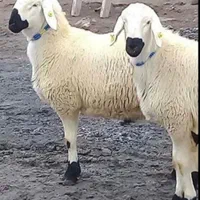 گوسفند زنده شاهین ویلا باغستان قلم