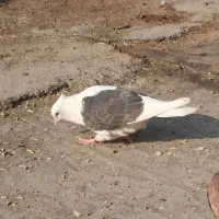 کفتر|پرنده|کارون, |دیوار