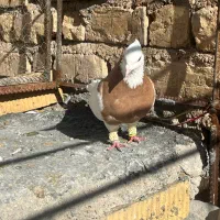 کبوتر|پرنده|مرودشت, ثبت احوال|دیوار