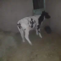 گوساله