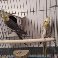 عروس هلندی جفت