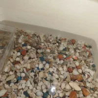 ماهی|ماهی|نوشین شهر, |دیوار