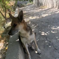 سگ نگهبان