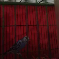 مرغ عشق سرحال وسالم