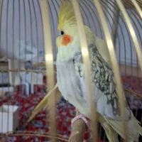 عروس هلندی|پرنده|نورآباد, |دیوار