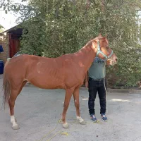 اسب سواری مادیان