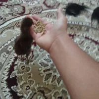 جوجه لاری اصیل