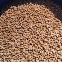 هسته زیتون خشک و رطوبت دار کربن زغال