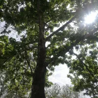 375-متر-درکه-ویلایی-سند-شخصی