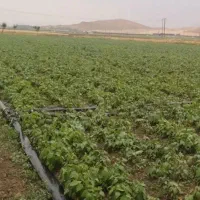 نیازمند کارگر