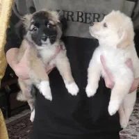 سگ نژاد شیتزو