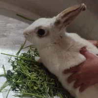 فروش خرگوش خانگی سفید کم‌یاب قیمت مناسب|موش و خرگوش|یزد, |دیوار