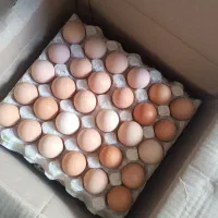 تخم مرغ محلی گلپایگان|خوردنی و آشامیدنی|مشهد, تربیت (صدف)|دیوار