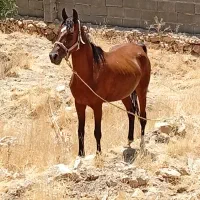 مادیان دره شور