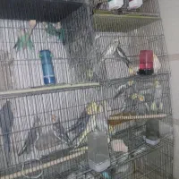 فروش مرغ عشق کوتوله عروس
