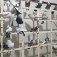 کفتر پرشی 70 عدد یجایی|پرنده|نسیم‌شهر, |دیوار