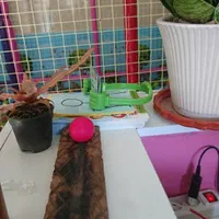 مربی و کارورز مهد کودک، همکاری در پژوهش روانشناسی