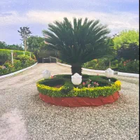 حیاط سازی و طراحی فضای سبز و فروش انواع نهال