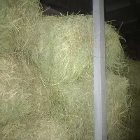 جو محلی تمیز و یونجه|لوازم جانبی حیوانات|کوهدشت, |دیوار