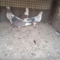 کفتر پرشی به شرط|پرنده|شریفآباد, |دیوار