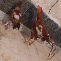 جفت لاری