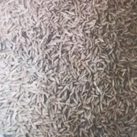 جو محلی