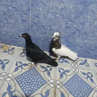 کبوتر|پرنده|استهبان, |دیوار