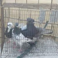 چهار عدد پرنده زرنگ هوای