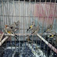 جوجه سهره نر شاه تخم
