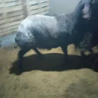 قوچ همو افشار