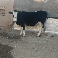 گوساله ماده آبستن|حیوانات مزرعه|رزن, |دیوار