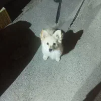 سگ پامر خرسی روباهی