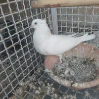 جوجه اراکی اصل