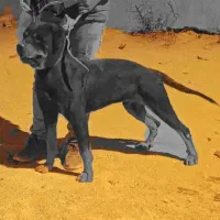 واگذاری روتوایلر