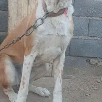 توله ماده خراسانی|سگ|زرندیه, |دیوار