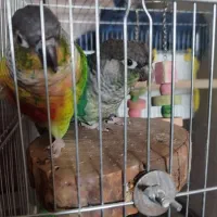 یک جفت گرینچیک نروماده به همراه قفس|پرنده|هشتگرد, شهرک ولیعصر (مهستان)|دیوار