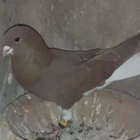 سه جفت جفت مسافتی به شرط و دو جفت رنگی و پرشی|پرنده|برازجان, |دیوار