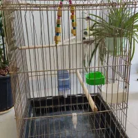 قفس عروس هلندی طوطی