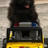 سگ پامر|سگ|اصفهان, نقش جهان|دیوار