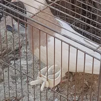 طوقی ماده درجه یک|پرنده|مبارکه, |دیوار