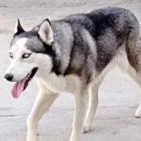 سگ هاسکی 7ماهه