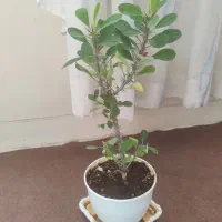 گیاهان شاداب و زیبای آپارتمان