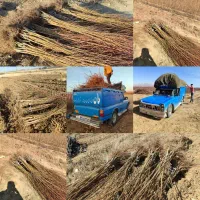 مرکز تخصصی نهال های ریشه دار