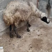 ،گوسفند،ماده چاق مناسب قربانی نذری مصرف خونه