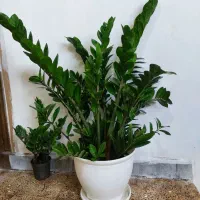 بزرگترین گل زاموفیلیا