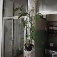 گل طبیعی|گل و گیاه طبیعی|کرج, کوی کارمندان جنوبی|دیوار