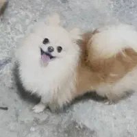 پامر خرسی ماده وارداتی